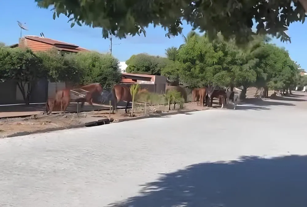 Reprodução/Internet 