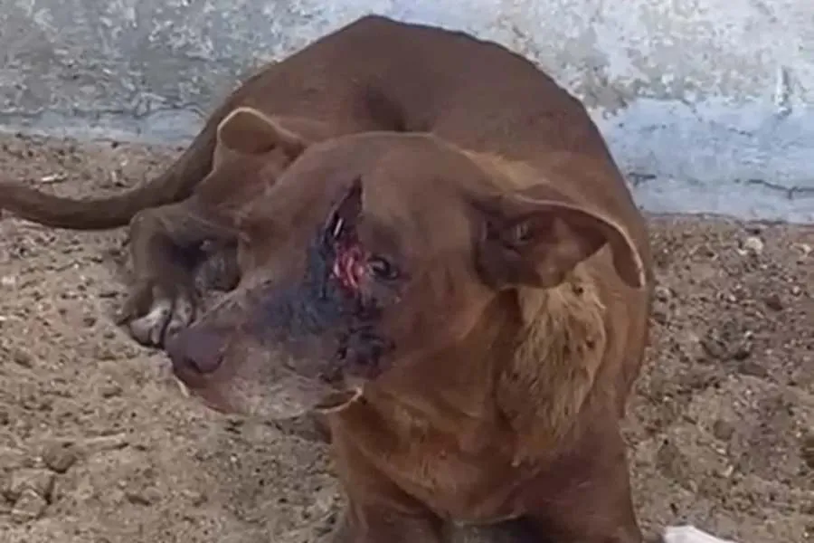 Reprodução/Divulgação 