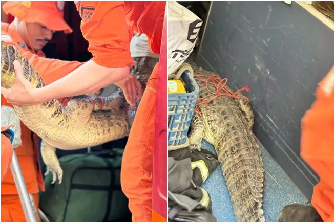 Animal foi resgatado pelo Corpo de Bombeiros e devolvido com segurança ao habitat natural; presença do réptil atraiu dezenas de curiosos.