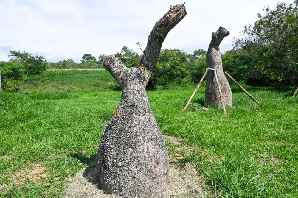 Foto: Prefeitura de Vitória da Conquista 