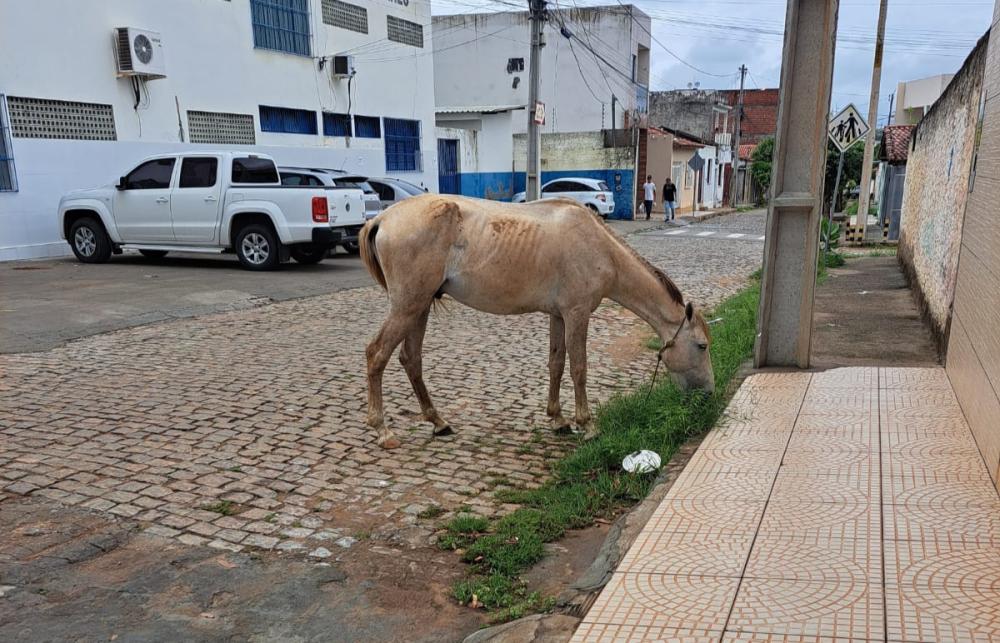 Sudoeste.News/Whatsapp