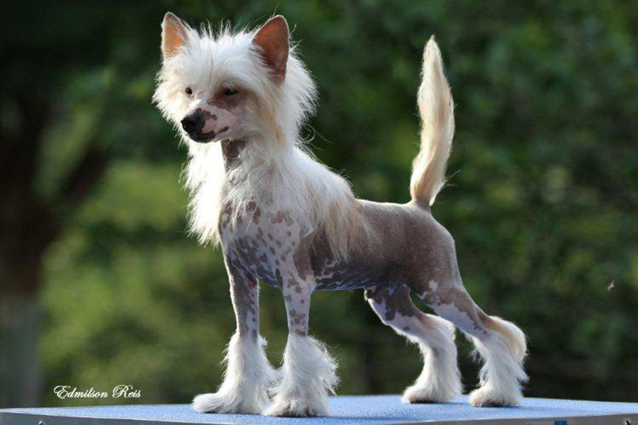 Edmilson Reis/Canil Hampton Court/Divulgação