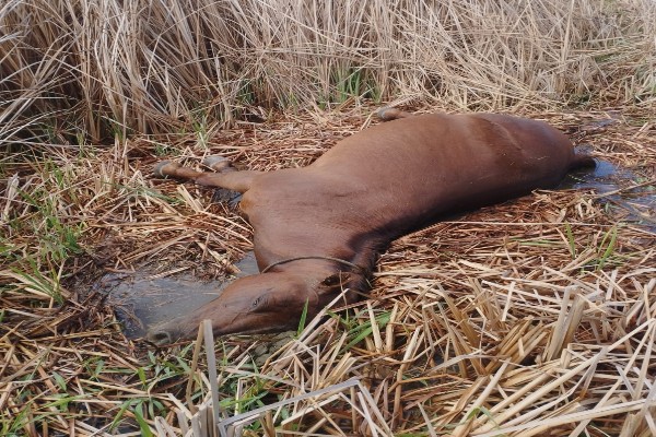 Reprodução/Internet 