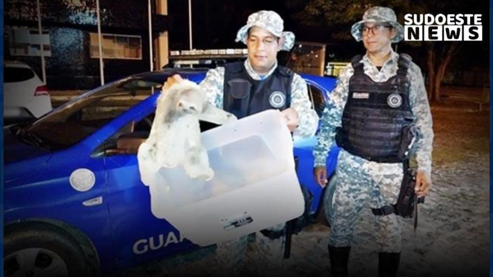 Bicho-preguiça resgatado de maus-tratos em Macarani é devolvido à natureza / Irepórter